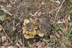 IMG_8981