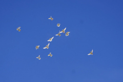 DSC00035
